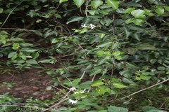 Jasminum flexile var. ovatum